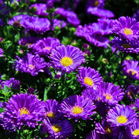 Stoke's Aster Samen zur Aussaat – mehrjährig Garten Blüten