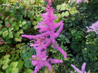 Violett Prachtspiere Blumensamen zur Aussaat kompakt Wuchs Traditionssorte & ohne Gentechnik Samen Hausgarten