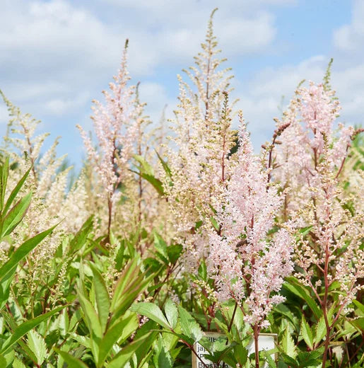 Prachtspiere Blumensamen zur Aussaat hell Grün – Soft Schönheit für Ihren Garten