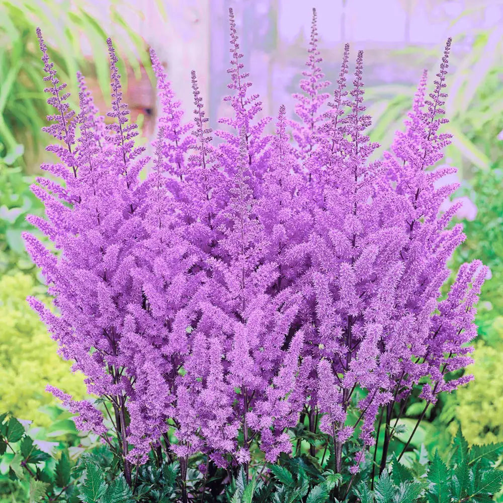 Astilbe × arendsii lila blooms