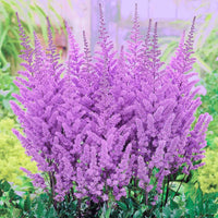 Astilbe × arendsii lila blooms