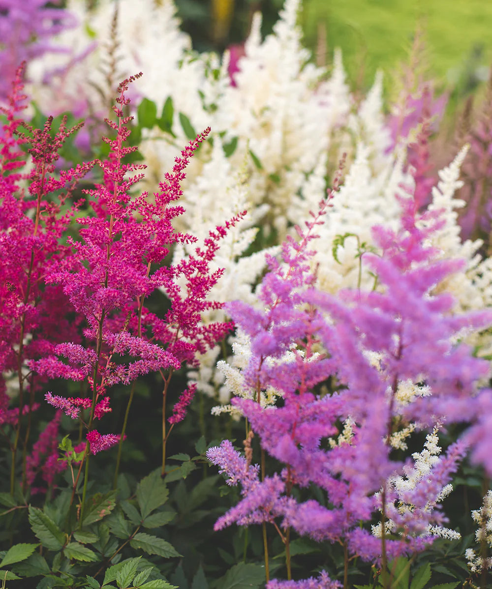 Gemischt Prachtspiere Blumensamen zur Aussaat
