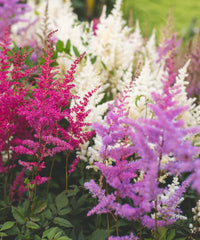 Gemischt Prachtspiere Blumensamen zur Aussaat