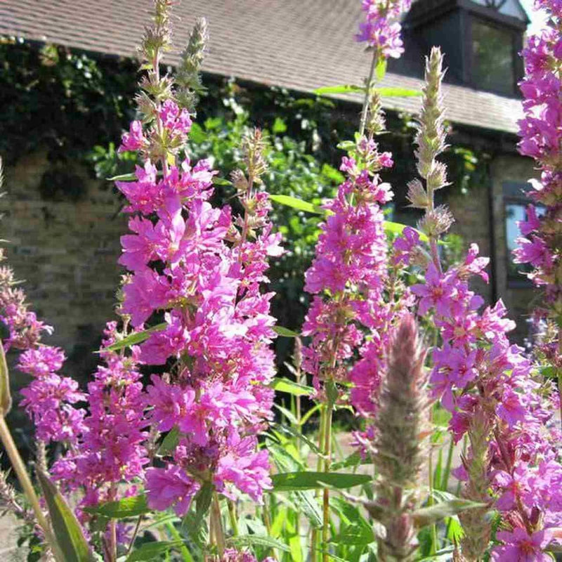 Lila astilbe blume samen for anpflanzung