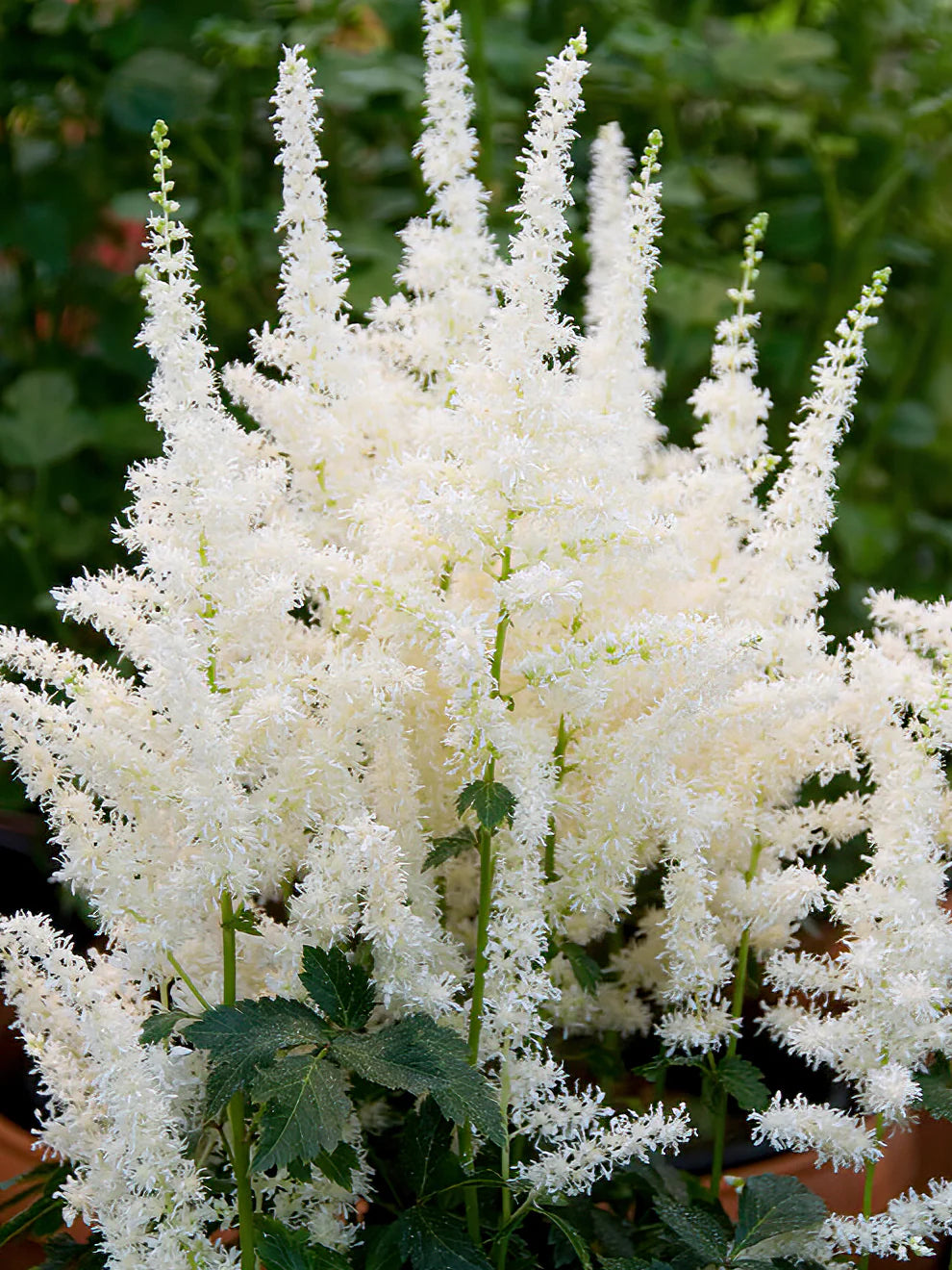 Weiß Prachtspiere Blumensamen zur Aussaat – ideal üppig Garten
