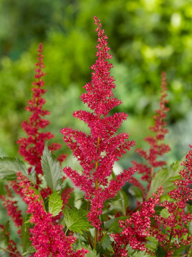 Prachtspiere Blumensamen zur Aussaat leuchtend Traditionssorte & ohne Gentechnik Samen Hausgarten