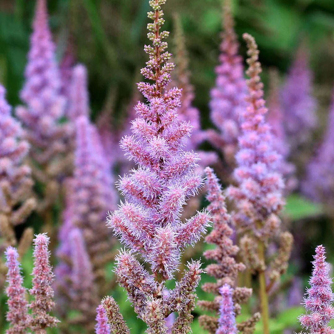 Prachtspiere Pumila Blumensamen zur Aussaat Anzucht Traditionssorte & ohne Gentechnik Samen Hausgarten