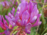 Non gmo astragalus samen with high germination