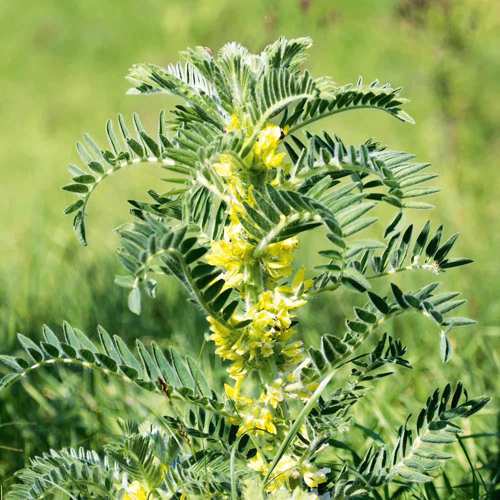 Non gmo gelb astragalus samen