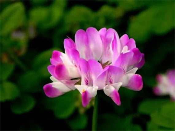 Ornamental astragalus sinicus samen for gardens