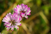 Perennial astragalus bloom samen for gardens
