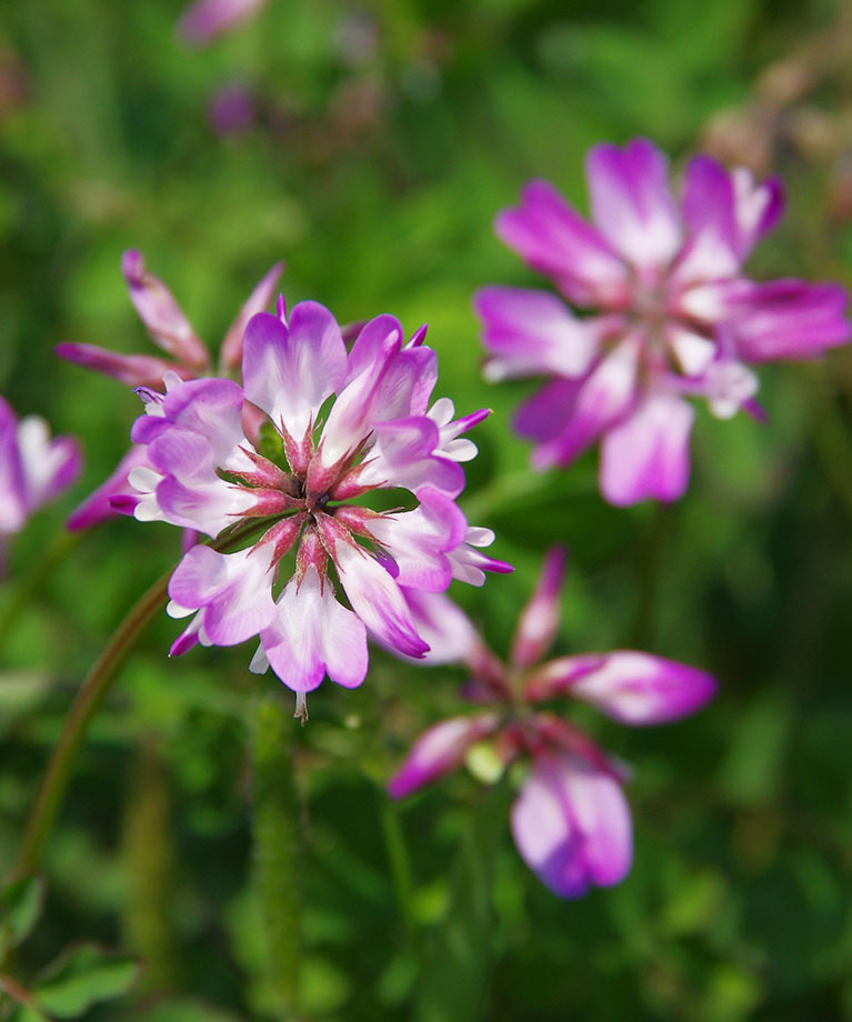 Astragalus samen premium quality for anpflanzung