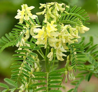 Gelb astragalus samen for anpflanzung