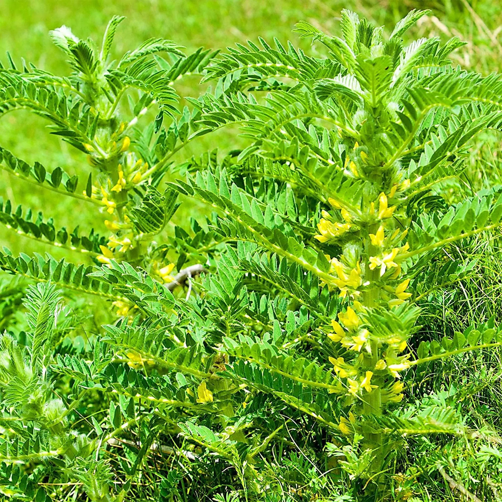 Gelb astragalus flowering samen for gardens