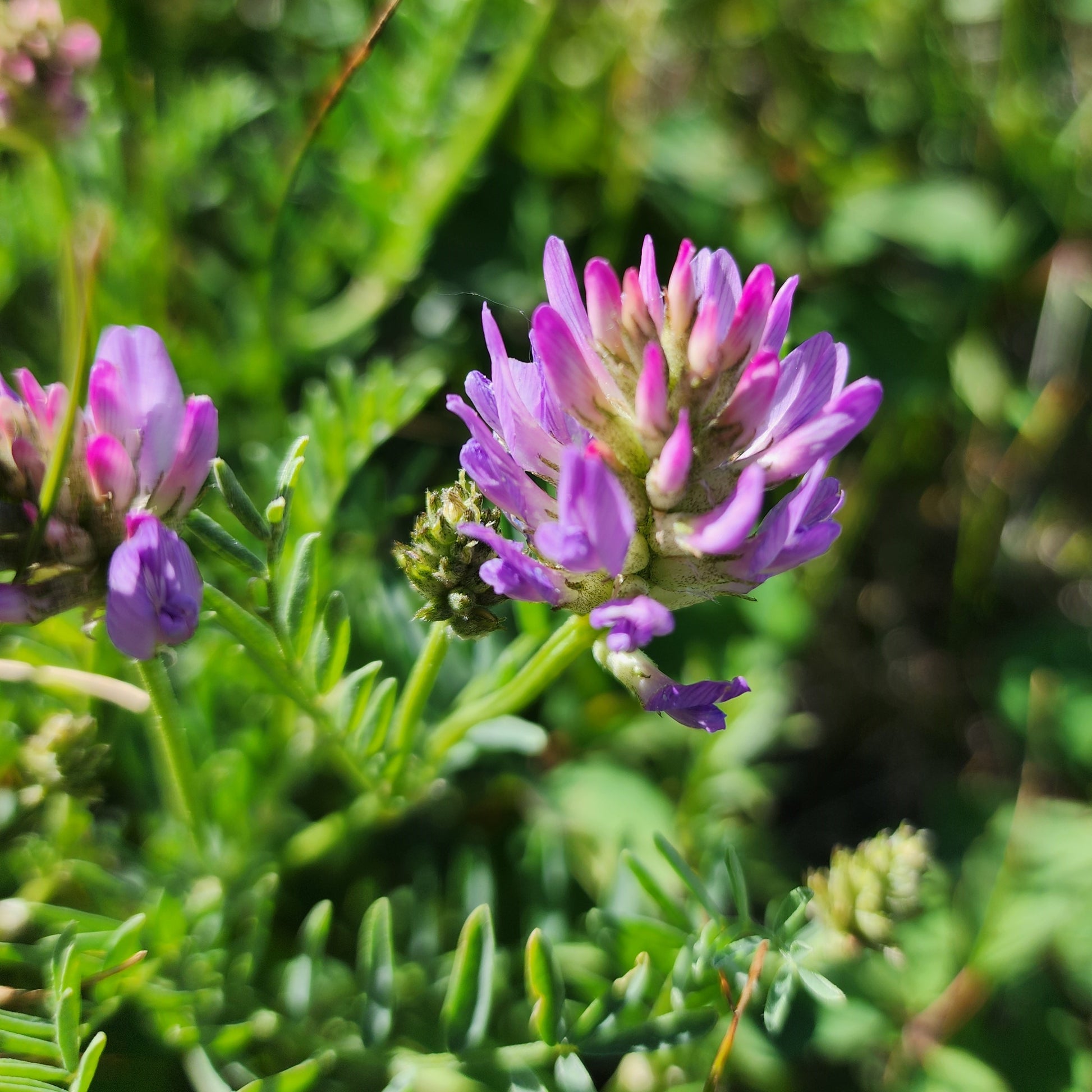 Lila Astragalus Blumensamen zur Aussaat – Drought verträglich – Traditionssorte & ohne Gentechnik Samen Hausgarten
