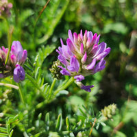 Lila Astragalus Blumensamen zur Aussaat – Drought verträglich – Traditionssorte & ohne Gentechnik Samen Hausgarten