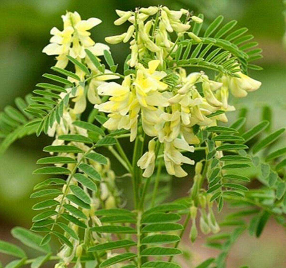 Astragalus flowering samen for gardens
