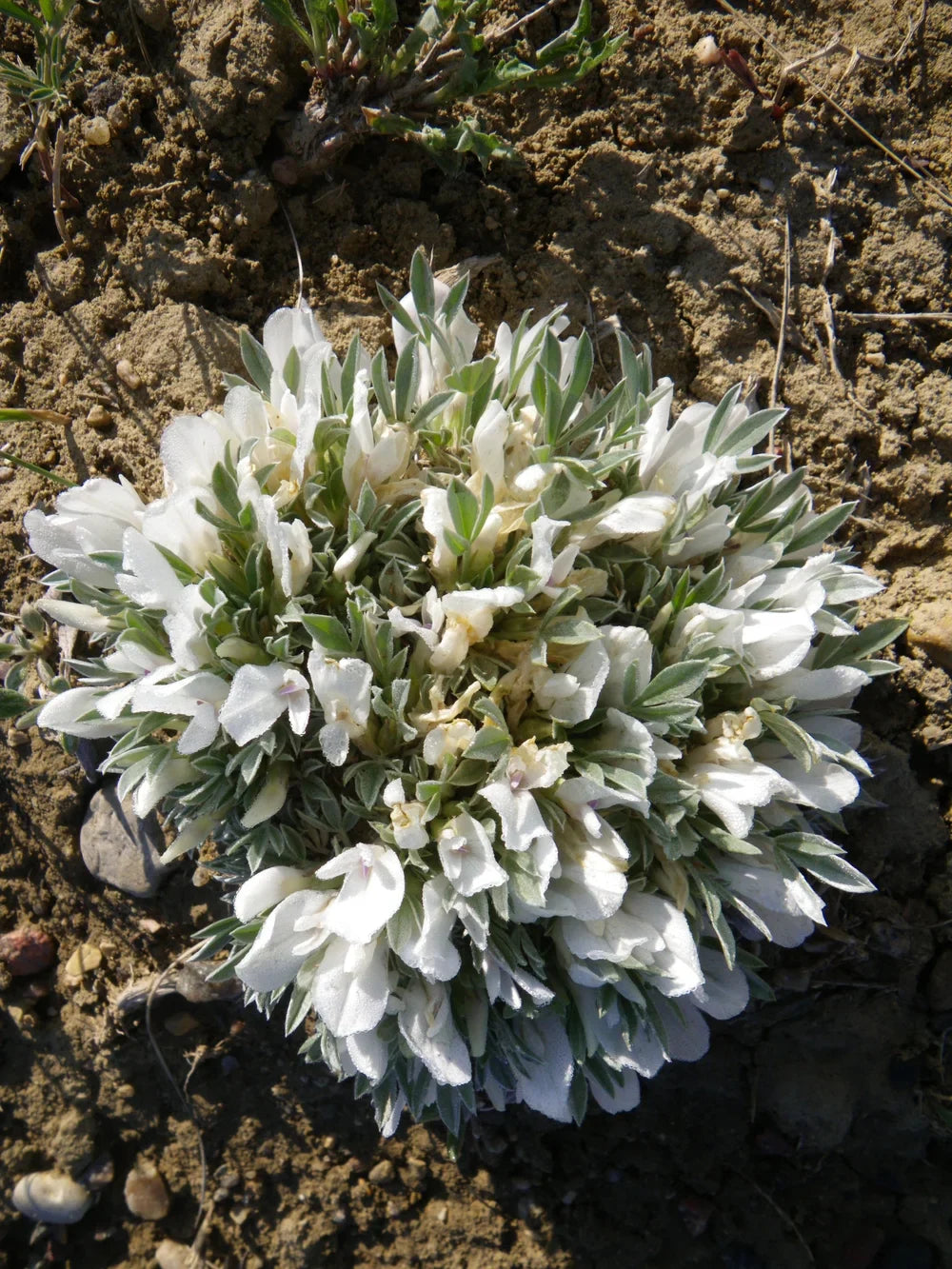 Weiß astragalus garten pflanzen
