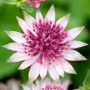 Astrantia Masterwort Lila Samen zur Aussaat