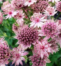 Astrantia flowering samen for gardens