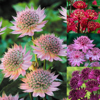 Mixed astrantia flowering samen for gardens