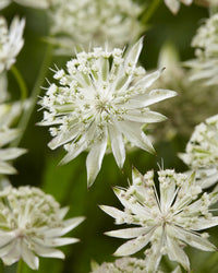 Non gmo astrantia samen