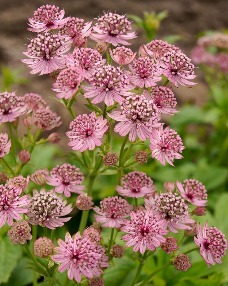 Non gmo rosa astrantia samen