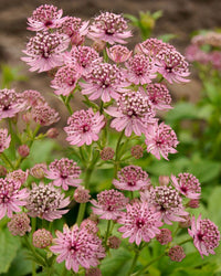 Non gmo rosa astrantia samen
