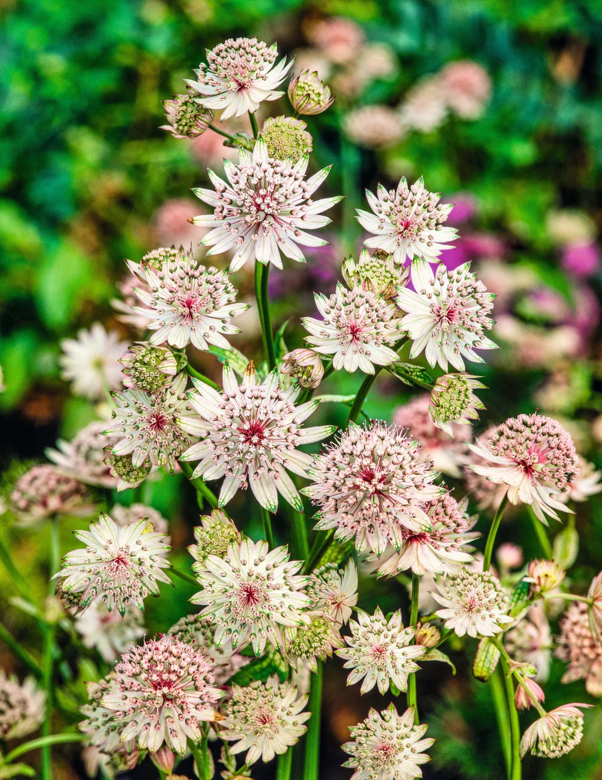 Ornamental weiß astrantia samen for landscapes