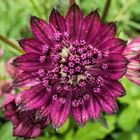 Ornamental rosa astrantia samen for landscapes