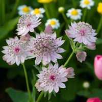 Astrantia samen for anpflanzung
