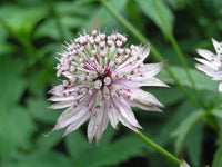 Weiß astrantia flowering samen for gardens
