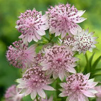 Astrantia Blumensamen zur Aussaat Drought verträglich Traditionssorte & ohne Gentechnik Samen Hausgarten