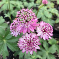 Astrantia Major Blumensamen zur Aussaat – kompakt Wuchs – Traditionssorte & ohne Gentechnik Samen Hausgarten
