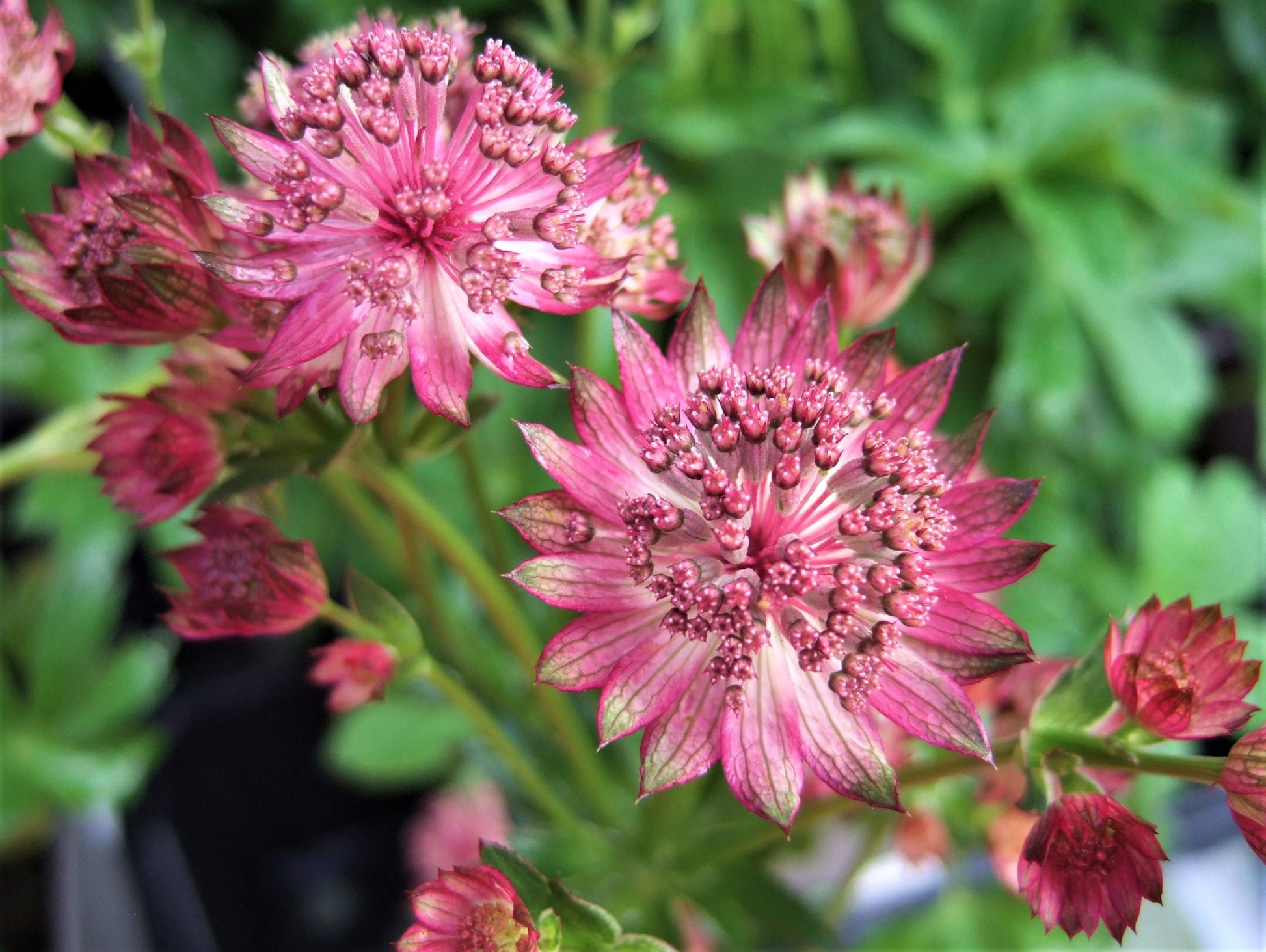 Astrantia Pincushion Blumensamen zur Aussaat ideal Rabatten Traditionssorte & ohne Gentechnik Samen Hausgarten