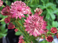 Astrantia Pincushion Blumensamen zur Aussaat ideal Rabatten Traditionssorte & ohne Gentechnik Samen Hausgarten