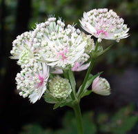 Blau Masterwort Samen zur Aussaat Astrantia Major Blumen