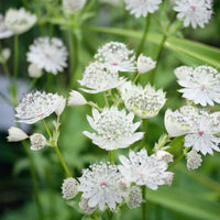 Weiß Astrantia Blumensamen zur Aussaat – sonnenliebend – Traditionssorte & ohne Gentechnik Samen Hausgarten
