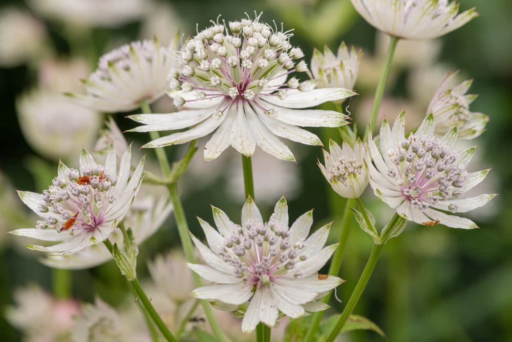 Masterwort Blumensamen zur Aussaat – mehrjährige Blüten
