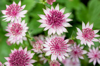 Astrantia Masterwort Lila Samen zur Aussaat
