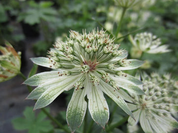 Weiß Astrantia Blumensamen zur Aussaat – sonnenliebend – Traditionssorte & ohne Gentechnik Samen Hausgarten