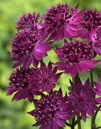 Lila Astrantia Masterwort Blumensamen zur Aussaat – ideal Rabatten – Traditionssorte & ohne Gentechnik Samen Hausgarten