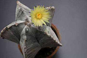 Astrophytum Blumensamen zur Aussaat Landhaus Garten wichtig Traditionssorte & ohne Gentechnik Samen Hausgarten