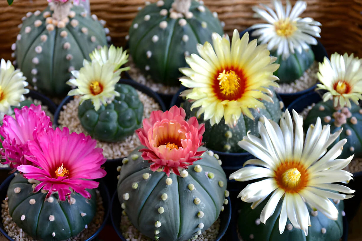 Astrophytum Blumensamen zur Aussaat Landhaus Garten wichtig Traditionssorte & ohne Gentechnik Samen Hausgarten