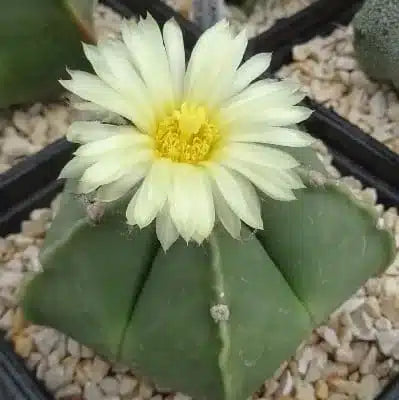 Astrophytum Myriosrigma Blumensamen zur Aussaat – duftend Blüten – Traditionssorte & ohne Gentechnik Samen Hausgarten