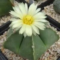 Astrophytum Myriosrigma Blumensamen zur Aussaat – duftend Blüten – Traditionssorte & ohne Gentechnik Samen Hausgarten