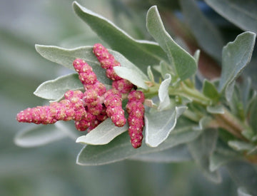 Saltbush Blumensamen zur Aussaat lang Blüte Saison Traditionssorte & ohne Gentechnik Samen Hausgarten