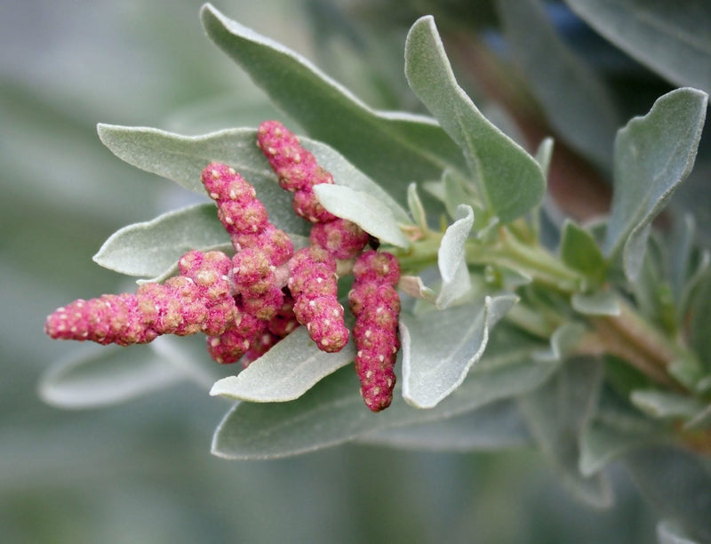 Saltbush Blumensamen zur Aussaat lang Blüte Saison Traditionssorte & ohne Gentechnik Samen Hausgarten