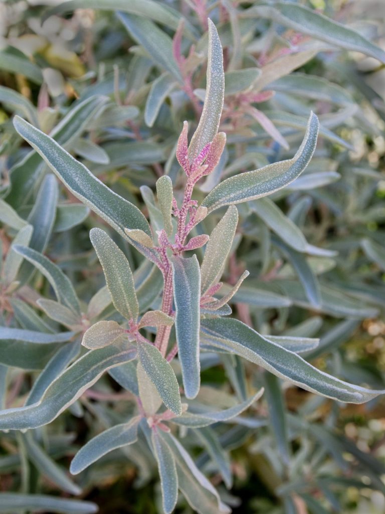Saltbush Blumensamen zur Aussaat lang Blüte Saison Traditionssorte & ohne Gentechnik Samen Hausgarten