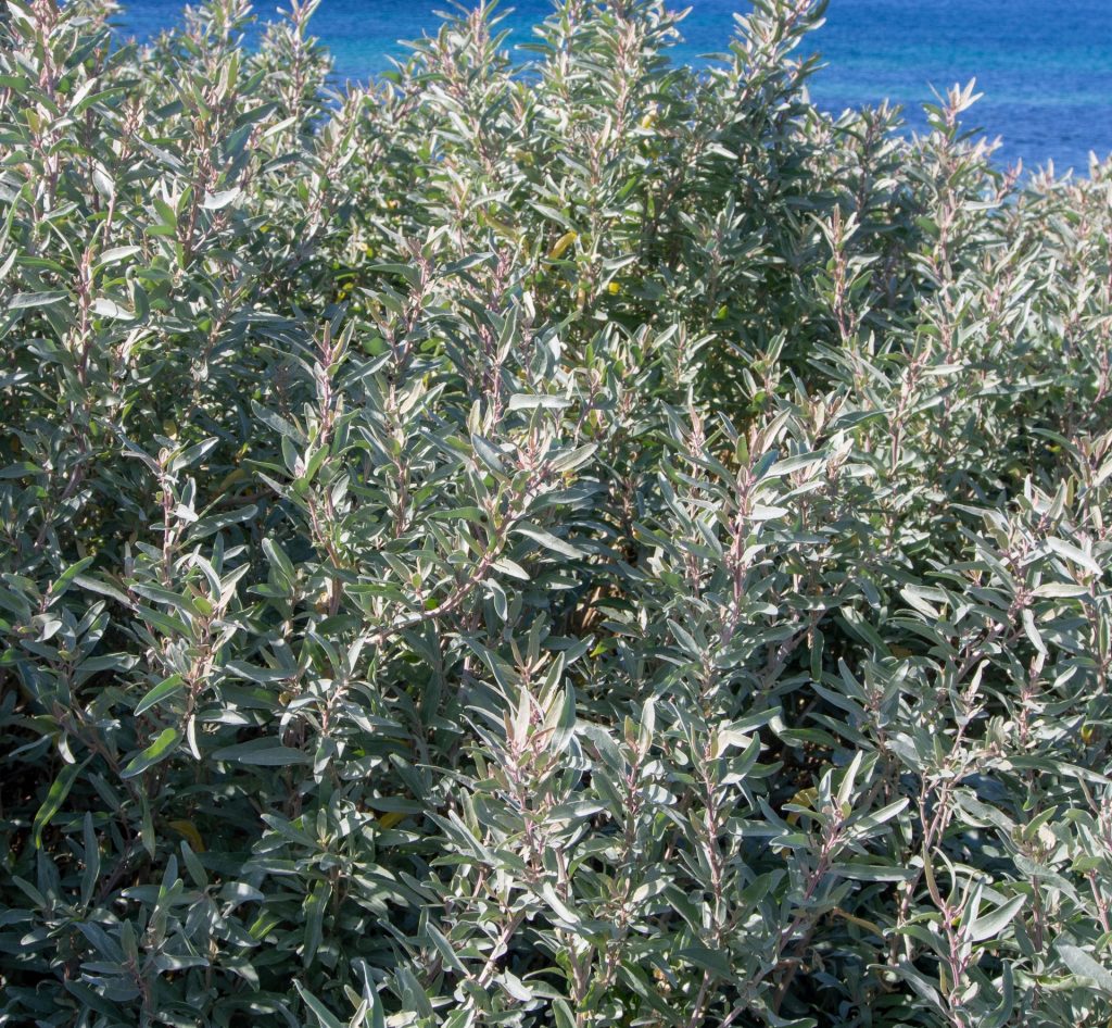 Saltbush Blumensamen zur Aussaat lang Blüte Saison Traditionssorte & ohne Gentechnik Samen Hausgarten
